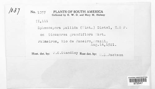 Puccinia sphenospora image